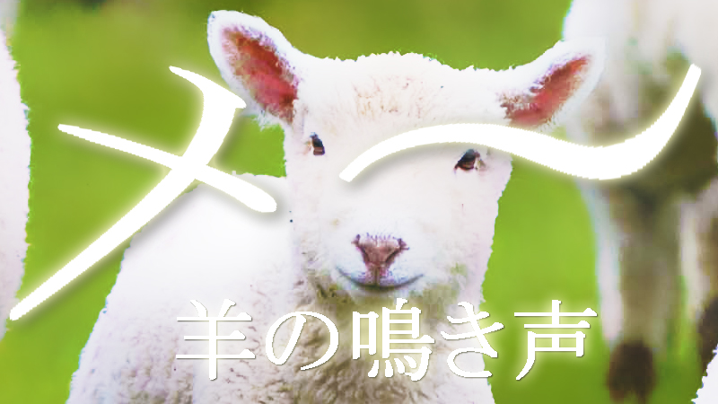 羊の鳴き声のイメージ画像