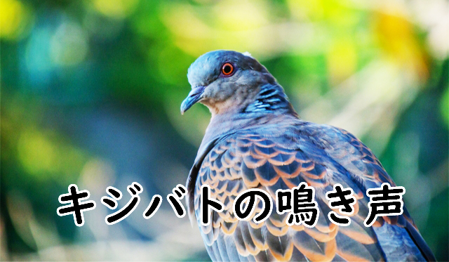 キジバト（雉鳩）の鳴き声のイメージ画像