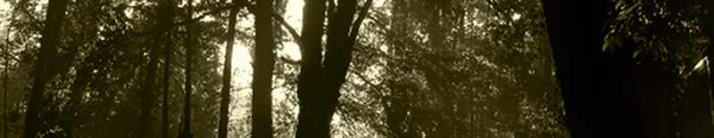 不気味な森の鳥の雰囲気01：神秘的で不気味な森の鳥の鳴き声のイメージ画像