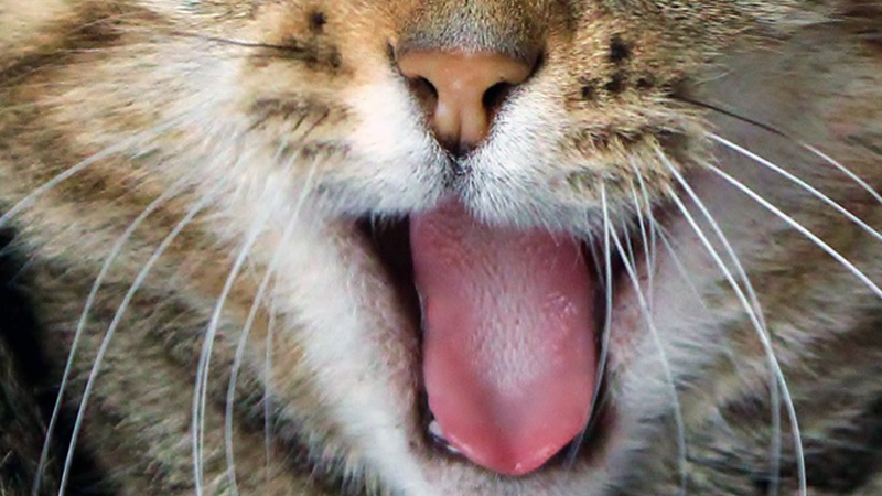 無料動物　可愛い猫の鳴き声　着信音