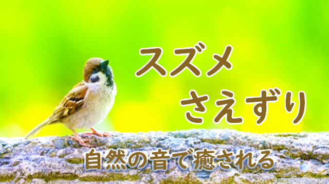 無料動物　スズメのさえずり - 自然の音で癒される　着信音