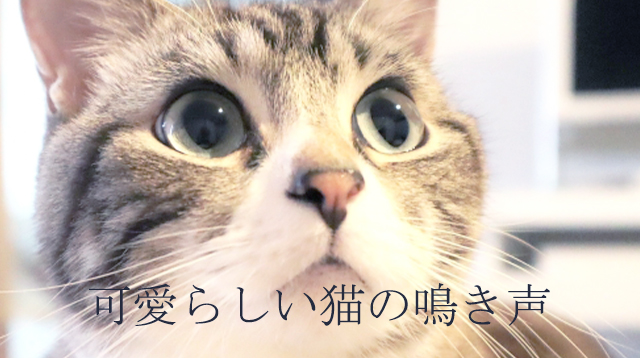 可愛らしい猫の鳴き声のイメージ画像